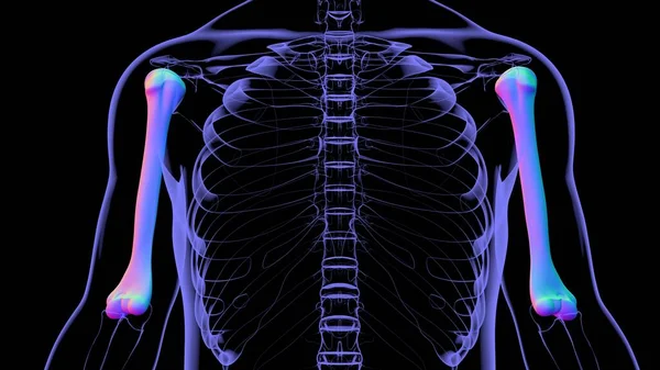 Anatomía Humana Del Esqueleto Representación Del Hueso Del Húmero Para — Foto de Stock