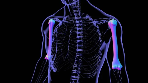 人体骨骼解剖学Humerus骨三维重建医学概念 — 图库照片