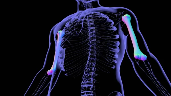 Mänskligt Skelett Anatomi Humerus Bone Rendering För Medicinskt Koncept — Stockfoto