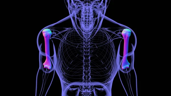 Anatomia Umana Dello Scheletro Humerus Bone Rendering Concetto Medico — Foto Stock