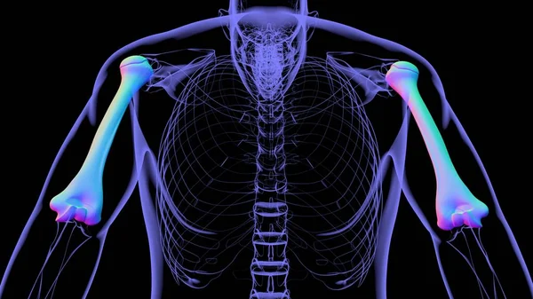 Анатомія Людського Скелета Humerus Bone Рендерингу Медичної Концепції — стокове фото