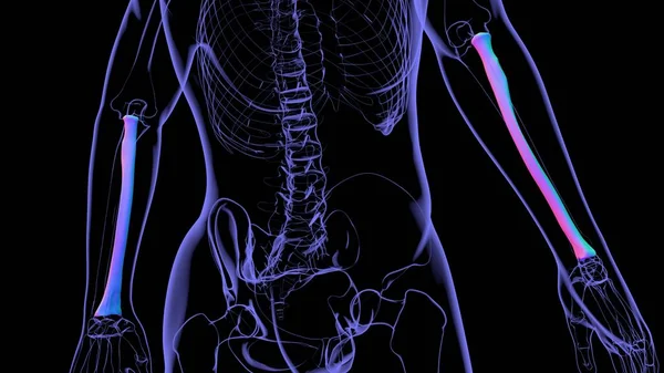 Anatomie Des Menschlichen Skeletts Radius Bone Rendering Für Medizinisches Konzept — Stockfoto