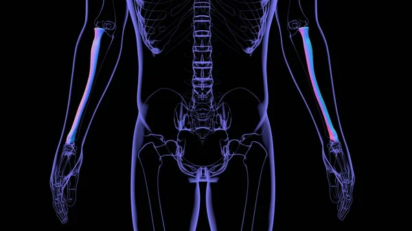 Anatomie Des Menschlichen Skeletts Radius Bone Rendering Für Medizinisches Konzept — Stockfoto