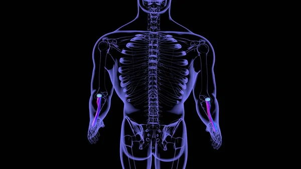 Anatomie Des Menschlichen Skeletts Radius Bone Rendering Für Medizinisches Konzept — Stockfoto