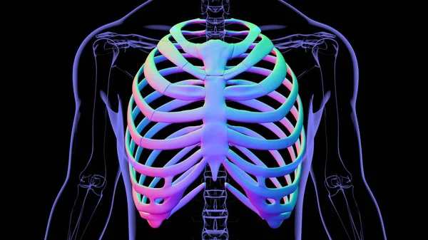 Human skeleton anatomy Rib Cage 3D Rendering For Medical Concept