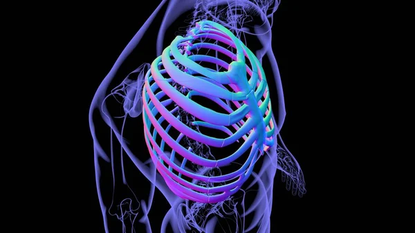 人間の骨格解剖学 Rib Cage 3DレンダリングFor Medical Concept — ストック写真