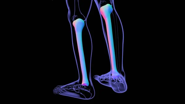 Mänskligt Skelett Anatomi Tibia Bone Rendering För Medicinskt Koncept — Stockfoto