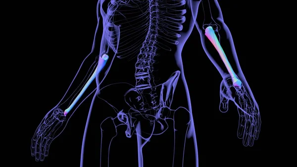 Anatomía Del Esqueleto Humano Representación Del Hueso Ulna Para Concepto — Foto de Stock