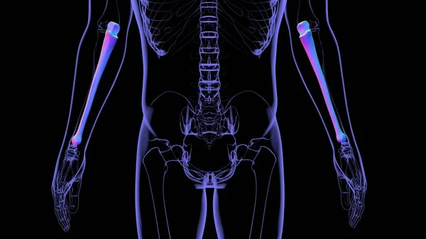 Anatomie Des Menschlichen Skeletts Ulna Bone Rendering Für Medizinisches Konzept — Stockfoto