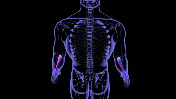 人間の骨格解剖学 Ulna Bone 3DレンダリングFor Medical Concept — ストック写真