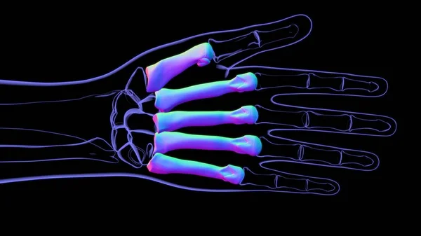 Human Skeleton Hand Matacarapls Bone Anatomy For Medical Concept 3D Illustration