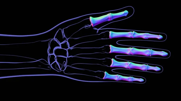 Human Skeleton Hand Phalanges Bone Anatomy For Medical Concept 3D Illustration