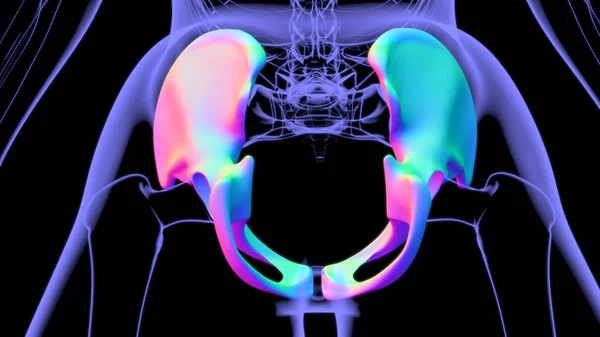 Human Skeleton Hip or Pelvic bone Anatomy For Medical Concept 3D Illustration