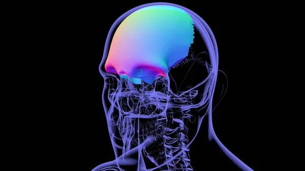 Human Skeleton Skull Frontal Bone Anatomy For Medical Concept 3D Illustration