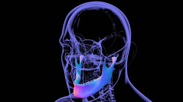 Human Skeleton Skull Mandible Bone Anatomy For Medical Concept 3D Illustration