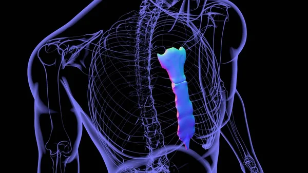 Människa Skelett Sternum Ben Anatomi För Medicinska Begreppet Illustration — Stockfoto