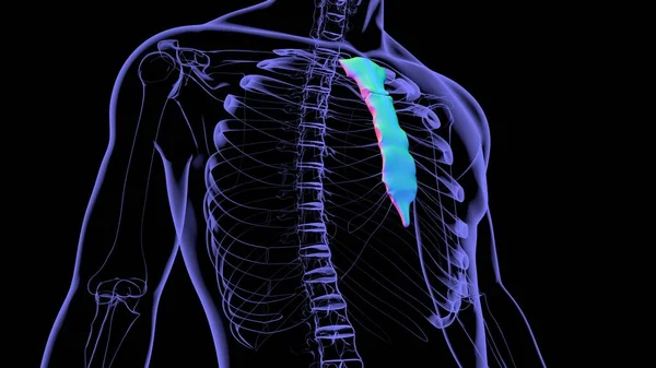 Anatomia Ossea Dello Sterno Dello Scheletro Umano Illustrazione Medica Concetto — Foto Stock
