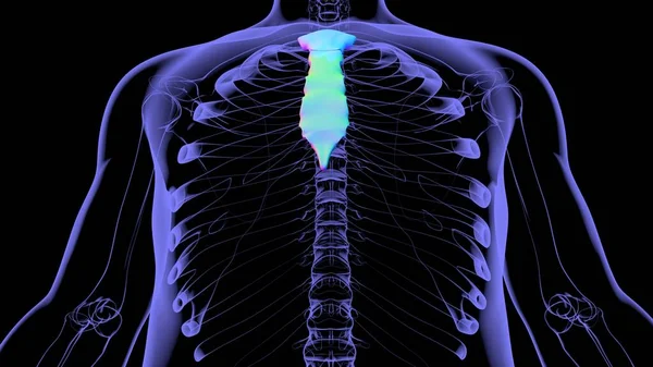 Ανθρώπινος Σκελετός Sternum Ανατομία Των Οστών Για Ιατρική Έννοια Εικονογράφηση — Φωτογραφία Αρχείου