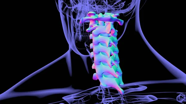 Esqueleto Humano Coluna Vertebral Vértebras Cervicais Anatomia Ilustração — Fotografia de Stock
