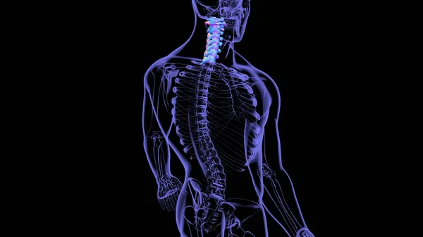 Human Skeleton Vertebral Columns Cervical Vertebrae Anatomy Illustration — стокове фото