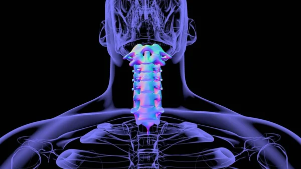 Human Skeleton Vertebral Columns Cervical Vertebrae Anatomy Illustration — стокове фото