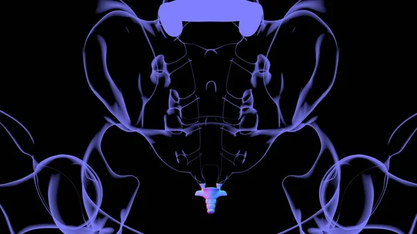 Human Skeleton Vertebral Column Coccyx or tail bone Anatomy 3D Illustration