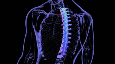 İnsan İskeleti Omurgası Torasik Omurga Anatomisi 3D İllüstrasyon