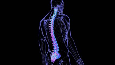 İnsan İskeleti Omurgası Omurga Anatomisi 3D İllüstrasyon