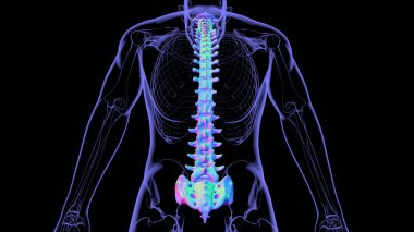 İnsan İskeleti Omurgası Omurga Anatomisi 3D İllüstrasyon