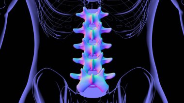 İnsan İskeleti Omurgası Bel Bel Omurgası Anatomi 3D Görüntü