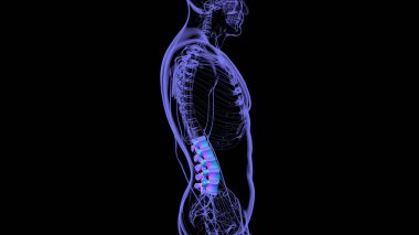 İnsan İskeleti Omurgası Bel Bel Omurgası Anatomi 3D Görüntü