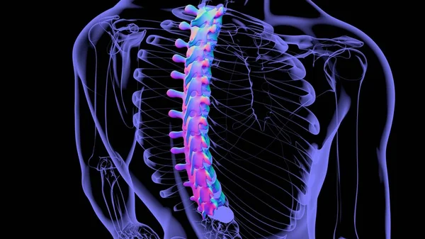 Columna Vertebral Esqueleto Humano Vértebras Torácicas Anatomía Ilustración —  Fotos de Stock