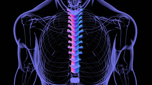 Human Skeleton Vertebral Columns Thoracic Vertebrae Anatomy Illustration — стокове фото