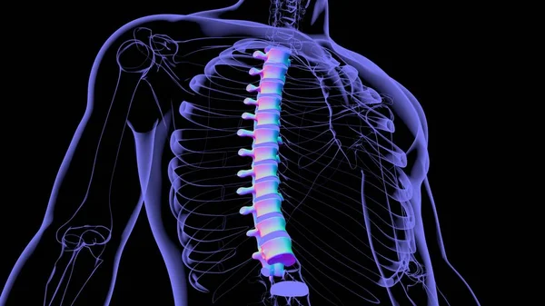 Människans Skelett Vertebral Kolumn Bröstkorg Vertebrae Anatomi Illustration — Stockfoto