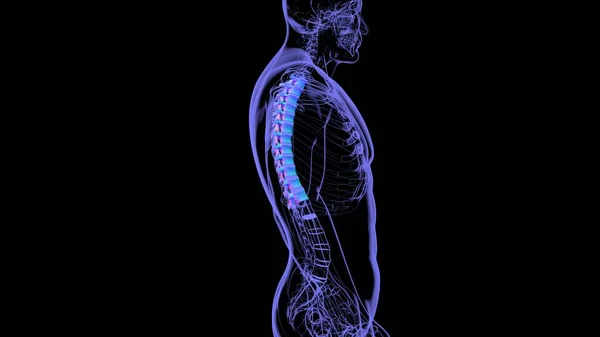 Människans Skelett Vertebral Kolumn Bröstkorg Vertebrae Anatomi Illustration — Stockfoto