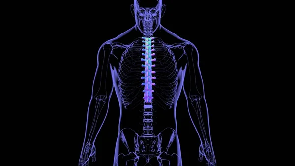 Human Skeleton Vertebral Columns Thoracic Vertebrae Anatomy Illustration — стокове фото