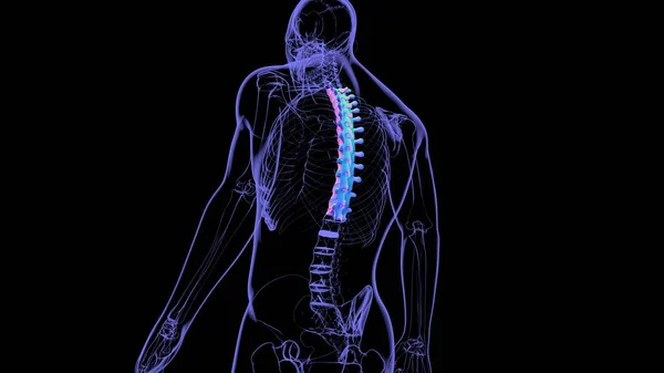 Human Skeleton Vertebral Column Thoracic Vertebrae Anatomy 3D Illustration