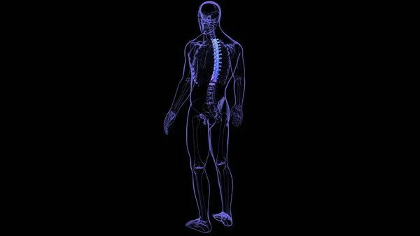 Columna Vertebral Esqueleto Humano Vértebras Torácicas Anatomía Ilustración — Foto de Stock