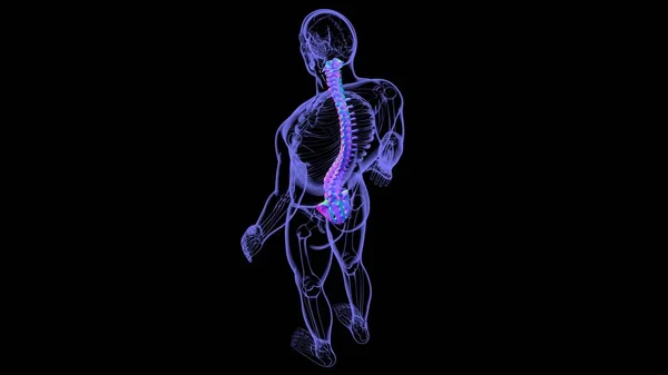Menschliches Skelett Wirbelsäule Wirbel Anatomie Illustration — Stockfoto