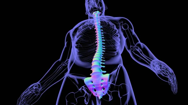 Human Skeleton Vertebral Columns Vertebrae Anatomy Illustration — стокове фото