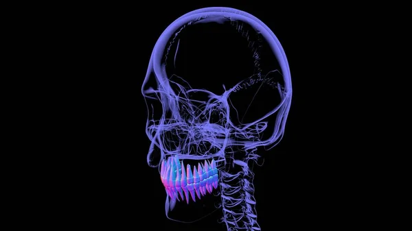 Анатомия Зубов Человека Иллюстрация Медицинской Концепции — стоковое фото