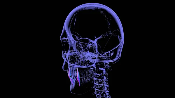 Dientes Humanos Anatomía Canina Ilustración Para Concepto Médico —  Fotos de Stock