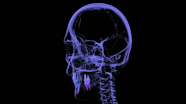 Illustrazione Umana Anatomia Premolare Dei Denti Concetto Medico — Foto Stock