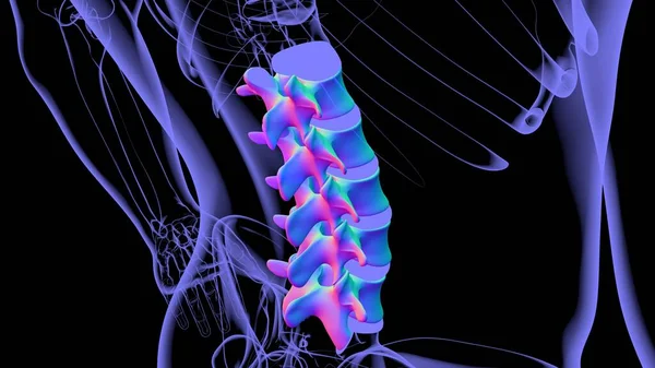 Human Skeleton Vertebral Column Lumbar Vertebrae Anatomy Illustration — Stock Photo, Image