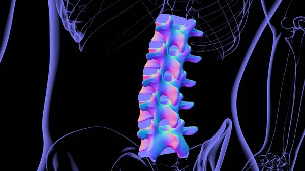 Human Skeleton Vertebral Column Lumbar Vertebrae Anatomy 3D Illustration