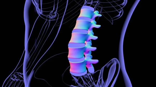 Ανθρώπινος Σκελετός Εγκεφαλική Στήλη Οσφυϊκή Vertebrae Anatomy Εικονογράφηση — Φωτογραφία Αρχείου