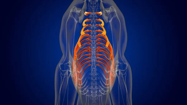 Ribs Bones狗骨骼解剖的医学概念3D图解 — 图库照片