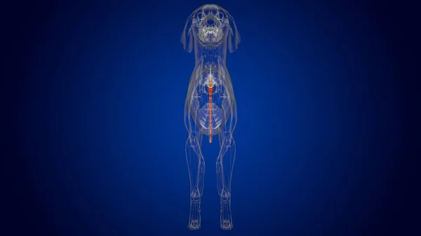 Caudal Vertebrae Bones狗骨骼解剖的医学概念3D图解 — 图库照片