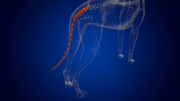 Anatomia Esqueleto Cão Dos Ossos Vértebras Caudais Para Ilustração Médica — Fotografia de Stock