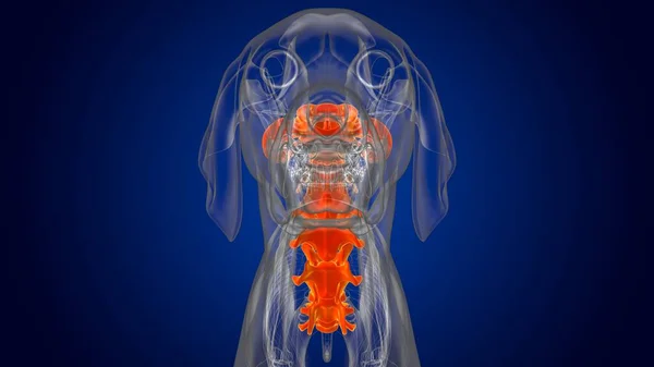 Cervicale Wervels Bones Hondenskelet Anatomie Voor Medisch Concept Illustratie — Stockfoto